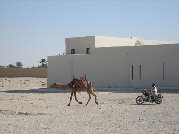 Camel Wrangling