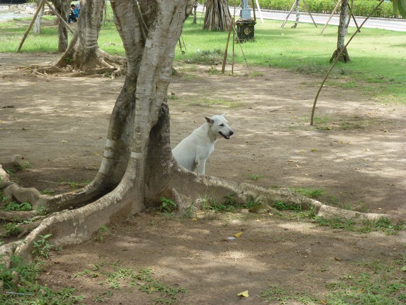Bali dogs everywhere