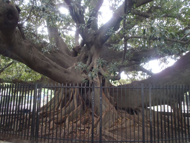 A massive, extremely ancient tree..