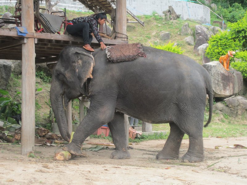 Elelphant getting saddled up for a ride