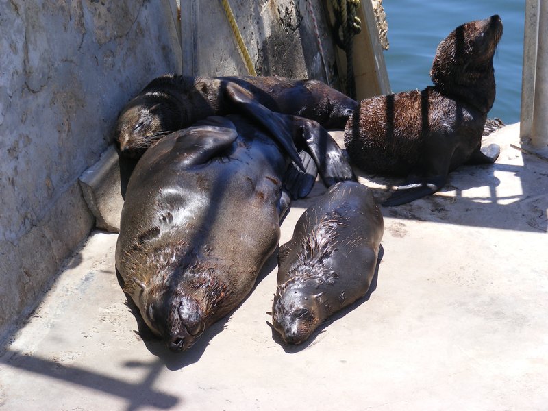 Sun bathing seals