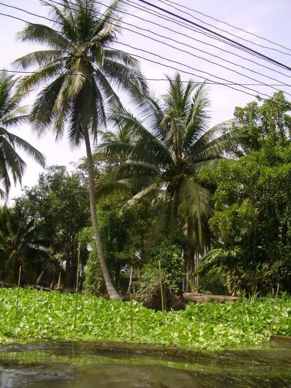 Coconut trees on the canal