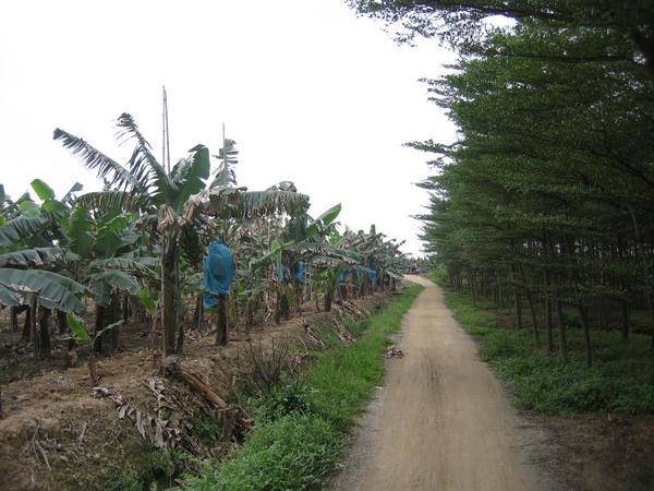 Banana Farms