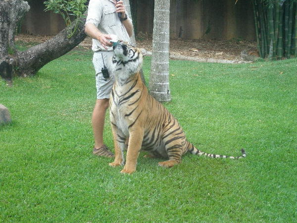 Tiger in Oz zoo!