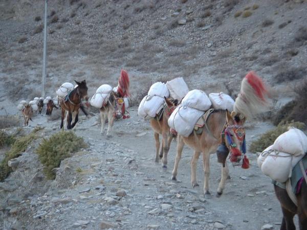 Mule Caravan