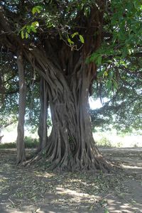 The Wound Clinic under the tree, Matayo