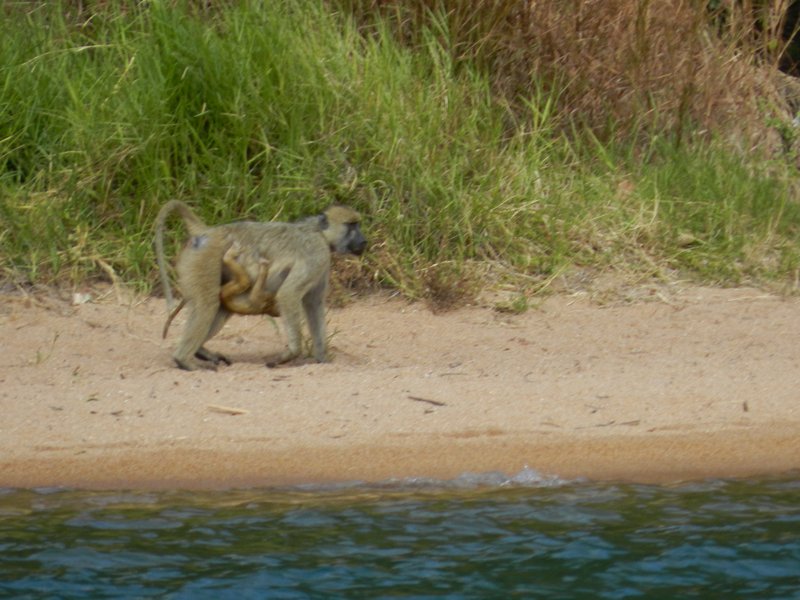 Having a walk on the beach - baboon and baby!