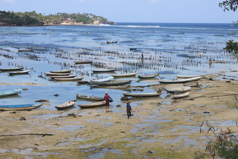 Seaweed Farmers