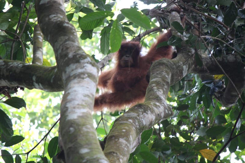 Baby Orangutan 1