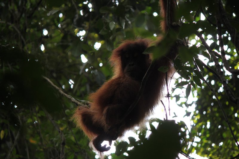 Baby Orangutan 2