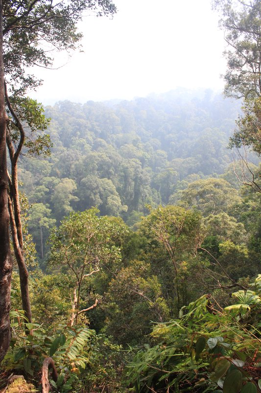 View of the Jungle