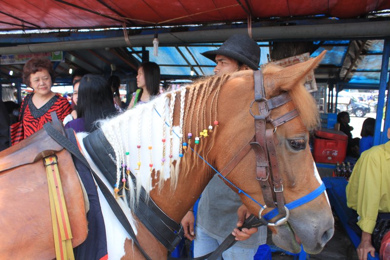Market - braided horse