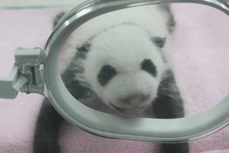 Baby Panda - Nursery1