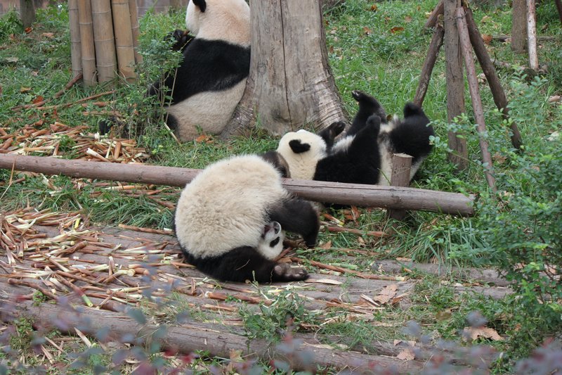 Panda's - fooling around