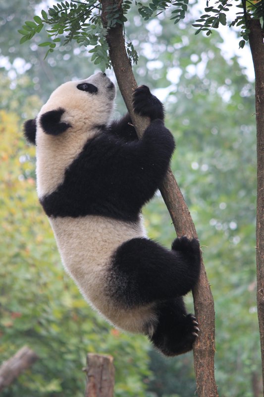 Panda Climbing a tree