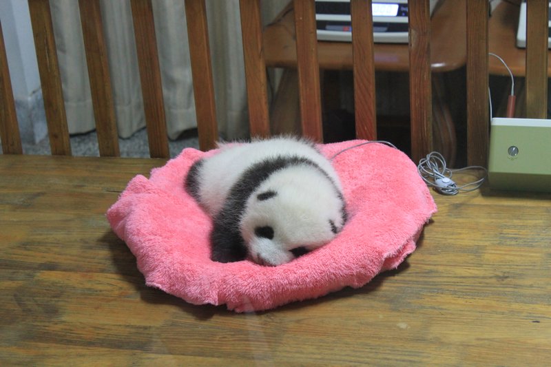 Baby Panda - Nursery Two
