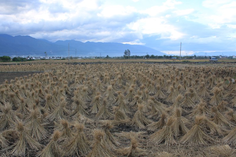 Rice Fields III