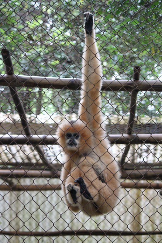 Female white-cheeked gibbon