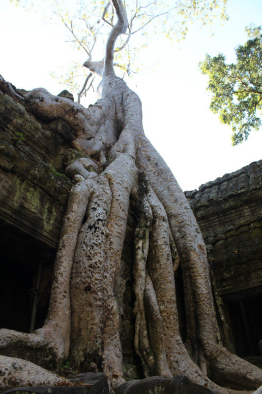 Huge silk tree roots are taking over Ta Prohm