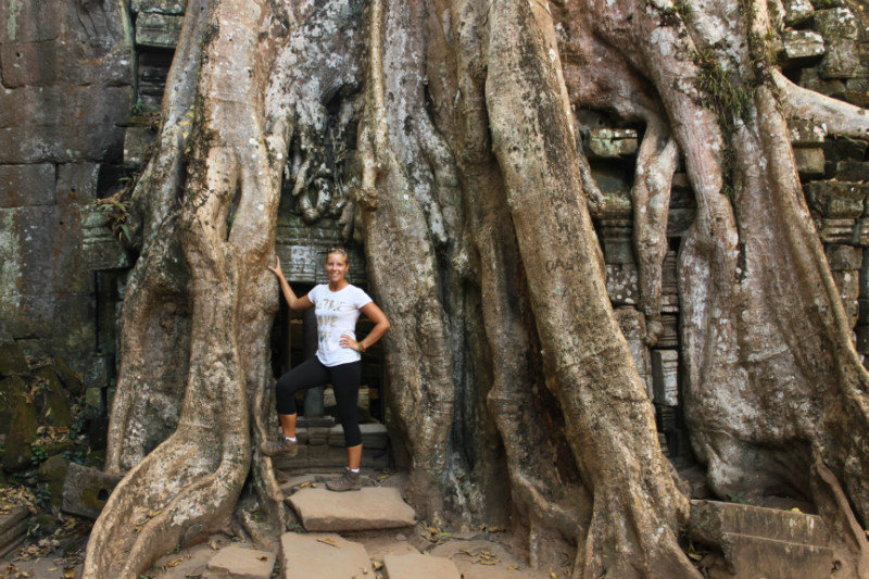 Silk tree roots are enormous