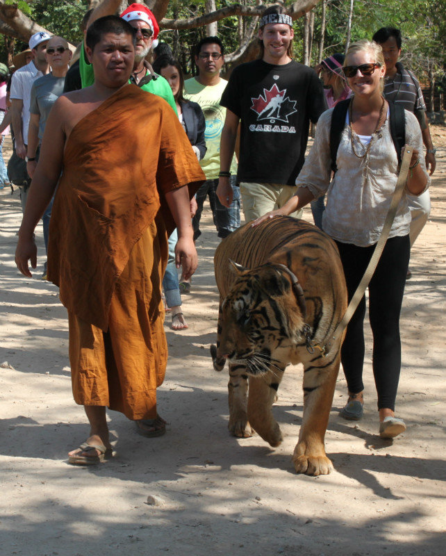 Rebecca walking a tiger