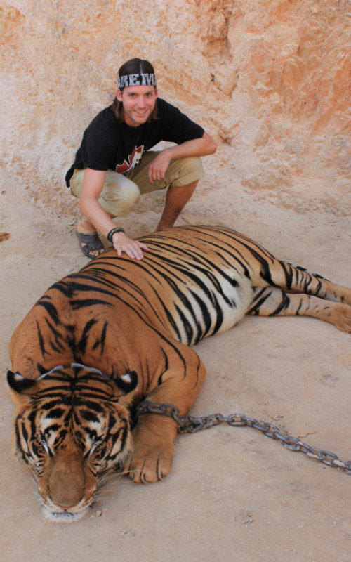 Tiger petting a tiger