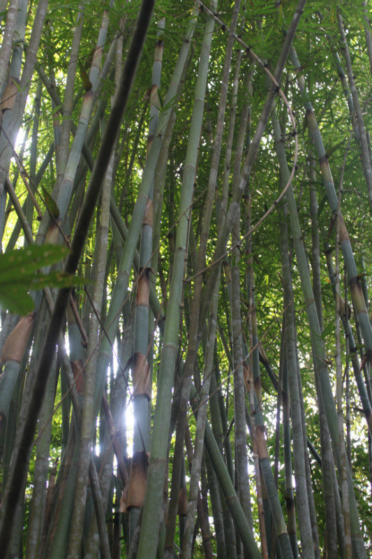 Bamboo forest1