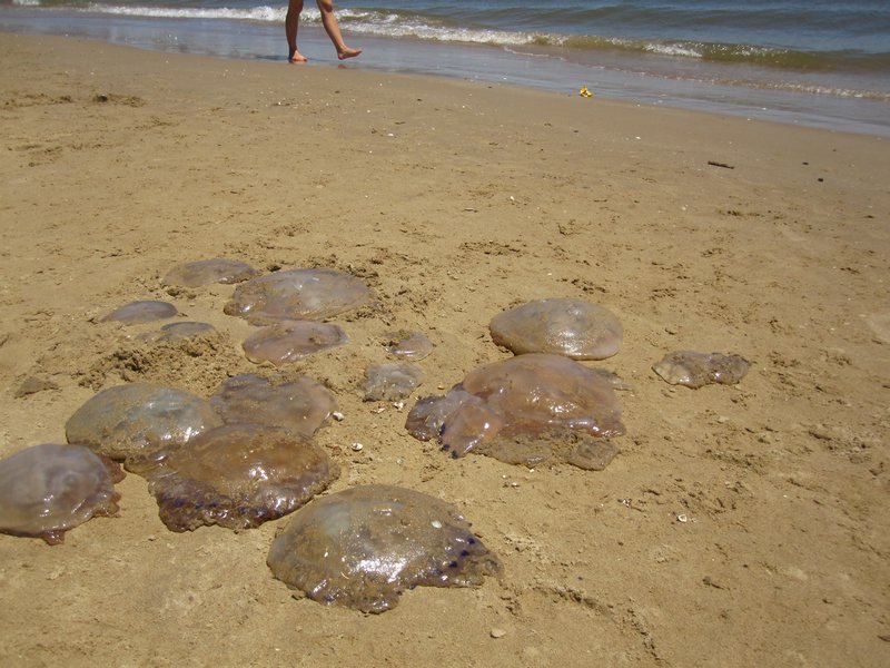 Jellyfish everywhere!