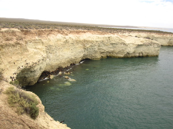 Punta Lobo sea lions