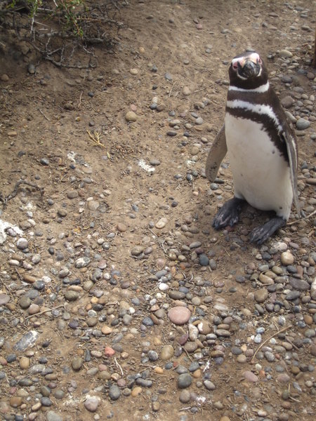 Curious Penguin