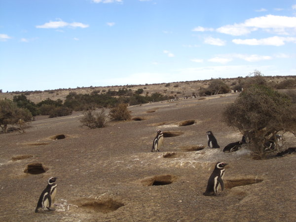 Penguinland