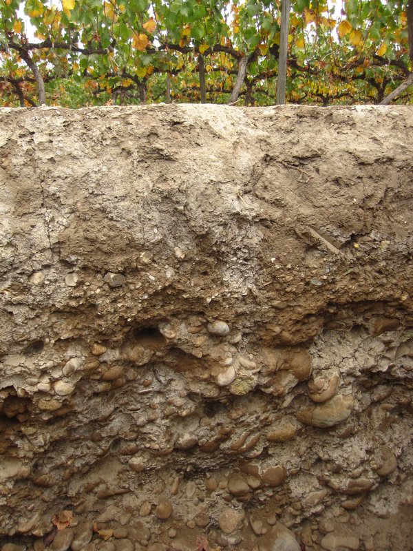 Cross section of soil