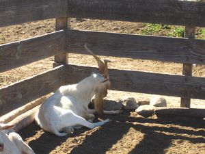Billy goat!