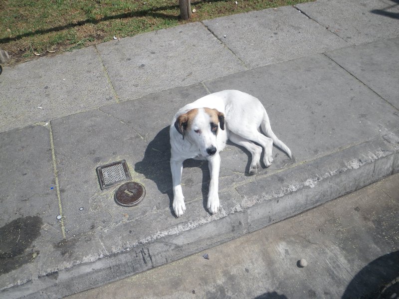 One of the friendly street dogs