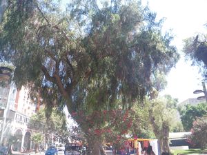 Pepper trees at Plaza Prat Copiapo