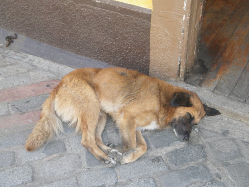 Tired dog, Valparaiso 