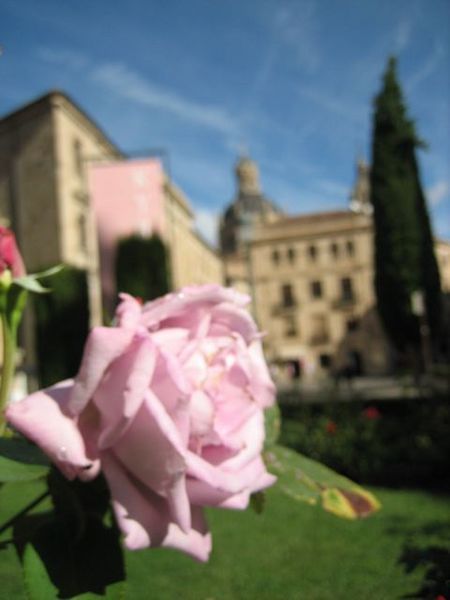 Flower, Salamanca