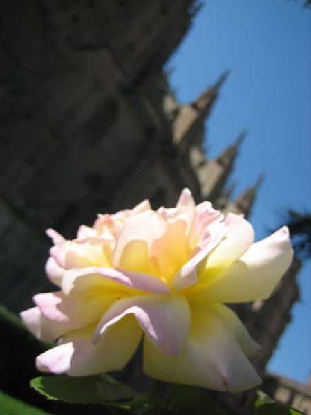 Flower in front of the cathedral, Salamanca