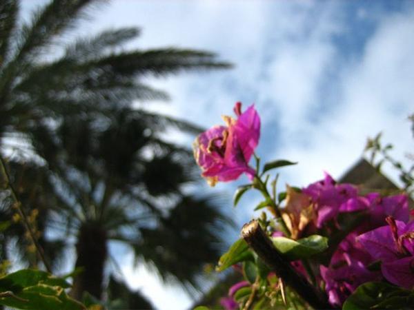 Flower, Byblos