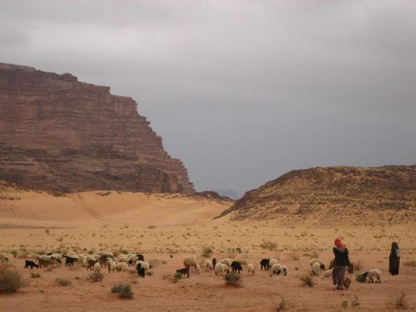 Bedouin shepherds, Wadi Rum