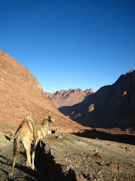 Camel, Mt. Sinai
