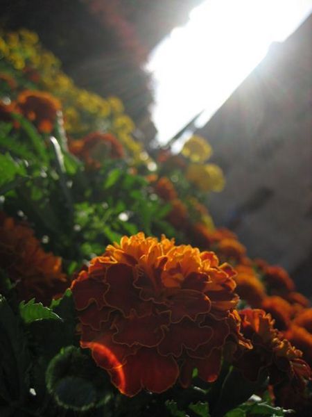 Sunlight pouring through the flowers, Salamanca