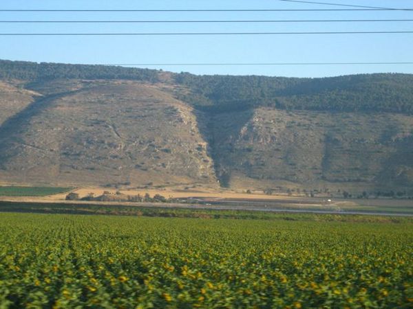 Sunflowers, somewhere in Israel