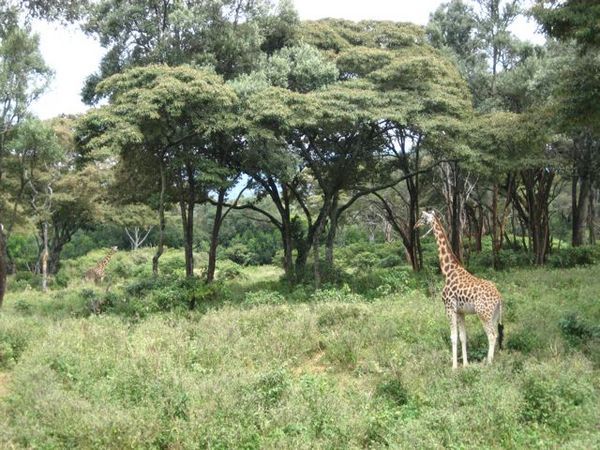 Langata Giraffe Center