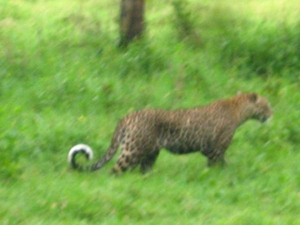The elusive blur-sided leopard.
