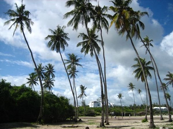 Palm trees, Watamu
