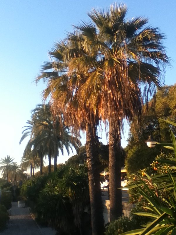 More palm trees, my secret obsession.