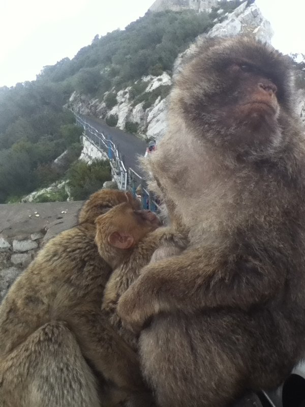 Monkey Family.