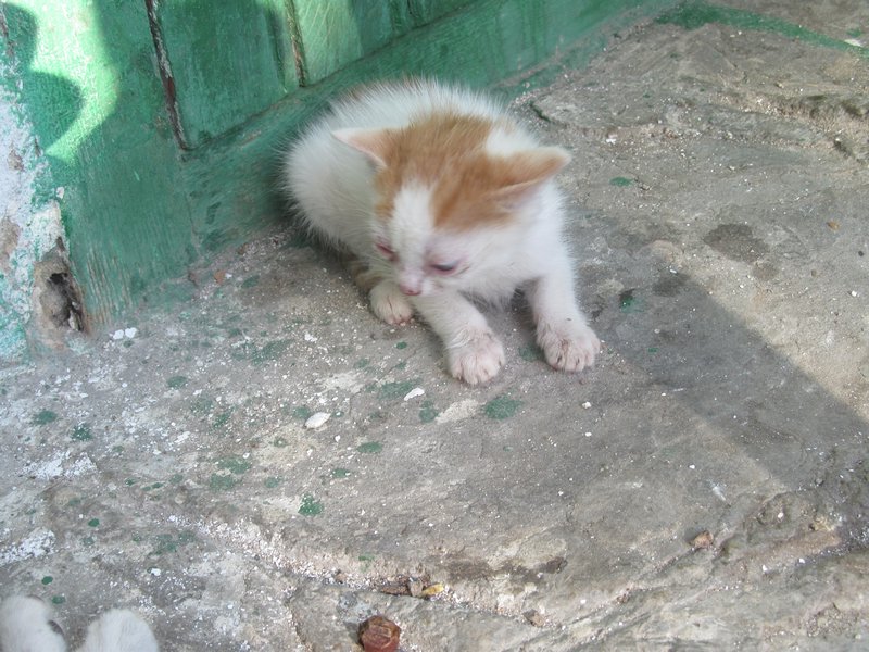One of the sad kittens I was talking about before