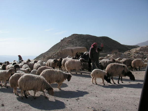 Bedouin and his flock